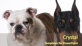  Presentation with doberman - Presentation theme enhanced with two dogs - bulldog and doberman background and a tawny brown colored foreground
