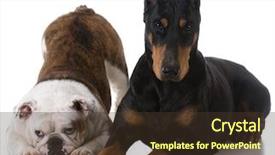  Presentation with doberman - Slides enhanced with two dogs - bulldog and doberman background and a tawny brown colored foreground