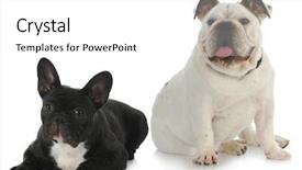  Presentation with english bulldog - PPT theme enhanced with two dogs - english bulldog background and a white colored foreground