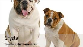  Presentation with english bulldog - Amazing PPT theme having two dogs - english bulldogs sitting backdrop and a mint green colored foreground