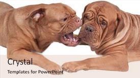  Presentation with dog park dogs plays - Slide deck with two dogs bakring at each background and a coral colored foreground