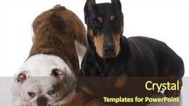  Presentation with doberman - Colorful PPT theme enhanced with two dogs - bulldog and doberman backdrop and a tawny brown colored foreground