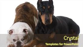  Presentation with doberman - PPT layouts having two dogs - bulldog and doberman background and a tawny brown colored foreground