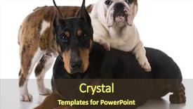  Presentation with doberman - Cool new presentation theme with two dogs - bulldog and doberman backdrop and a tawny brown colored foreground