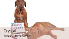  Presentation with math - Slide deck featuring two dogs doing math lessons background and a coral colored foreground