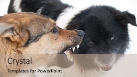  Presentation with dogs - Theme having two dogs grin against each background and a coral colored foreground