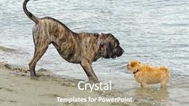  Presentation with dogs - Presentation consisting of two dogs having fun playing background and a  colored foreground