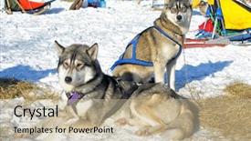  Presentation with husky - Slide deck consisting of dogs husky in the snow background and a mint green colored foreground