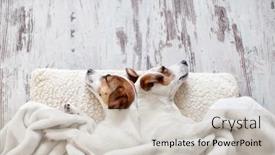  Presentation with dog park animal jack - PPT theme enhanced with two-dogs-jack-russell-terier background and a soft green colored foreground