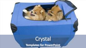  Presentation with person looking out in nature - PPT theme featuring two dogs looking background and a ocean colored foreground