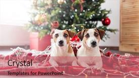  Presentation with sad dog abandoned dogs - Theme having two dogs near christmas tree background and a  colored foreground