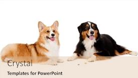  Presentation with dogs - Audience pleasing slide deck consisting of treats on the floor backdrop and a coral colored foreground