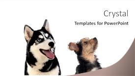  Presentation with upwards - Presentation theme consisting of two-dogs-of-different-sizes background and a white colored foreground