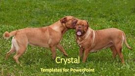  Presentation with dog park dogs plays - Colorful PPT theme enhanced with two dogs of dogue de backdrop and a  colored foreground