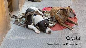  Presentation with leash - Audience pleasing theme consisting of two dogs on a leash backdrop and a  colored foreground