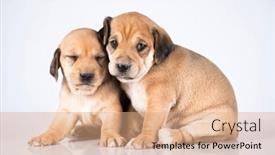  Presentation with animals - 