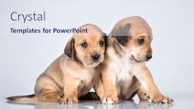  Presentation with dogs - 