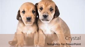  Presentation with dogs - 