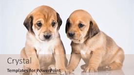  Presentation with dogs - 