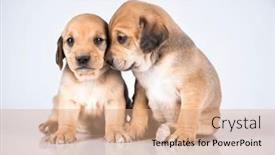  Presentation with dogs - 