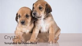  Presentation with dogs - 