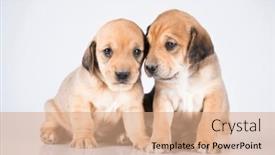 Presentation with dogs - 
