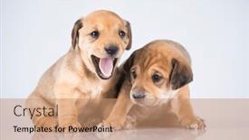  Presentation with dogs - 