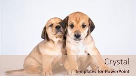  Presentation with dogs - 