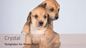  Presentation with dogs - 