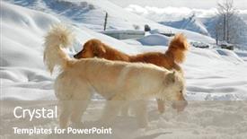  Presentation with dog park dogs plays - Colorful PPT layouts enhanced with two dogs playing in snow backdrop and a coral colored foreground