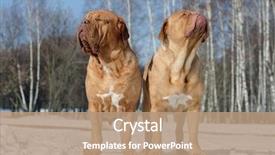  Presentation with sad dog abandoned dogs - Cool new presentation theme with two dogs relaxing under first backdrop and a coral colored foreground