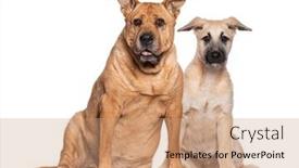  Presentation with dogs - Slide set featuring two-dogs-sitting-together background and a coral colored foreground