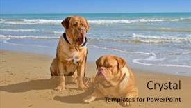 Presentation with ocean - Colorful slide deck enhanced with two dogs the beach backdrop and a coral colored foreground
