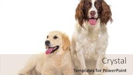  Presentation with dogs - Theme enhanced with two-dogs-together-golden-retriever background and a coral colored foreground