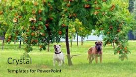  Presentation with green grass under the snow - Cool new theme with two dogs under a tree backdrop and a yellow colored foreground