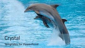  Presentation with dolphin - Slides enhanced with two dolphins are jumping background and a light blue colored foreground