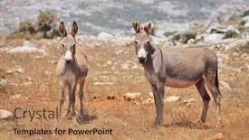  Presentation with mule - PPT theme with two-donkeys-mule-island-socotra background and a coral colored foreground