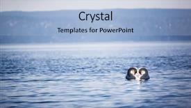  Presentation with doves - Presentation theme featuring two doves swimming creating a heart shape background and a light blue colored foreground