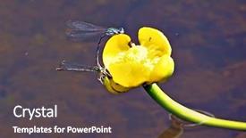  Presentation with water lily - Cool new presentation theme with two-dragonflies-on-flower backdrop and a dark gray colored foreground