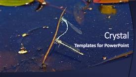  Presentation with marsh - Amazing presentation theme having two dragonflies on plants in marsh backdrop and a navy blue colored foreground