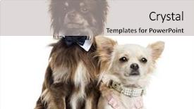  Presentation with two roads - Presentation theme featuring two dressed up chihuahuas isolated background and a light gray colored foreground