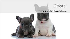  Presentation with forward - Amazing theme having two-dutiful-french-bulldog-puppies backdrop and a white colored foreground