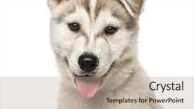  Presentation with husky - Cool new theme with two ears one mouth - close-up of siberian husky puppy backdrop and a mint green colored foreground