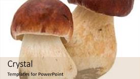  Presentation with mushrooms - Theme featuring two eatable mushrooms isolated background and a coral colored foreground