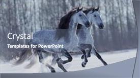  Presentation with white snow - Amazing PPT theme having two-energy-andalusian-horses-running backdrop and a ocean colored foreground