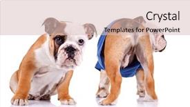 Presentation with standing sitting - PPT layouts featuring two english bulldog puppies are background and a lemonade colored foreground