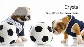  Presentation with english bulldog - Cool new presentation with two english bulldog puppies playing backdrop and a white colored foreground