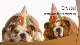  Presentation with english bulldog - Colorful presentation theme enhanced with two english bulldog wearing birthday hats complaining about the situation backdrop and a sky blue colored foreground