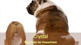  Presentation with english employability - Presentation theme consisting of two english bulldogs sitting background and a tawny brown colored foreground