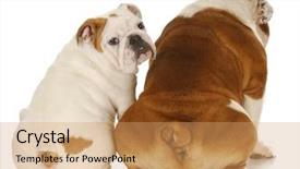 Presentation with english - Colorful slide set enhanced with two english bulldogs with backsides backdrop and a  colored foreground